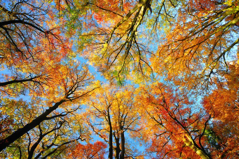 Beautiful Canopy Tall Beech Trees Colorful Foliage Clear Blue Sky Worm S Eye View Tree Autumn 157754213