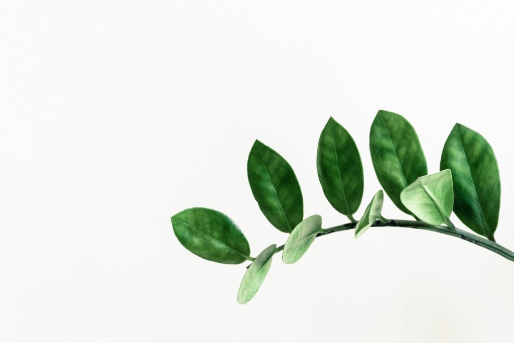 pawel czerwinski lwbz01xrroi unsplash.jpg